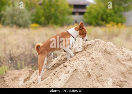 Cane Basenji essere in fase di caccia mentre cercando piccoli roditori e scavarli in grande mucchio di sabbia Foto Stock