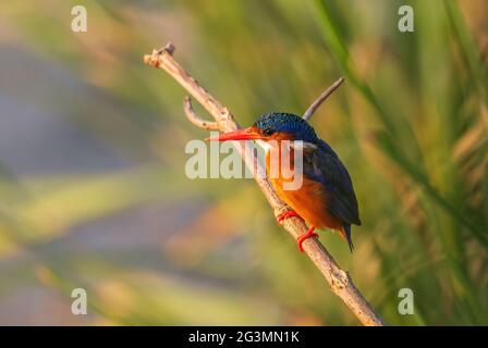 Malachite Kingfisher - Cristate Corythornis, bel piccolo e blu fiume arancio Martin pescatore da fiumi africani e mangrovie, lago Awassa, Etiopia Foto Stock