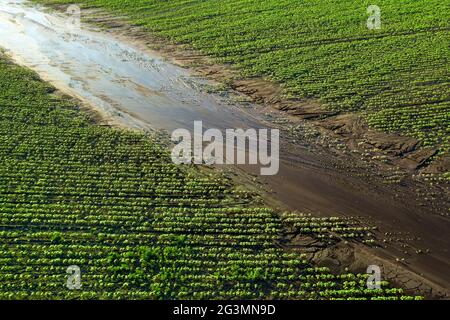 Vista dal drone sui campi agricoli danneggiati dalla pioggia Foto Stock