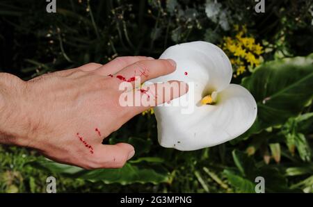 La mano dell'uomo è stata appena graffiata da un gatto in giardino. Il sangue fresco esce dallo strato cutaneo. Schizzi di gocce di sangue su un fiore bianco Foto Stock