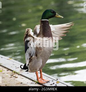 Anatra mallard maschio in piedi sul bordo dell'acqua che flap le sue ali durante il preening. Foto Stock