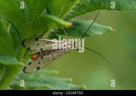 Comune Scorpion Fly, Panorpa communis Foto Stock