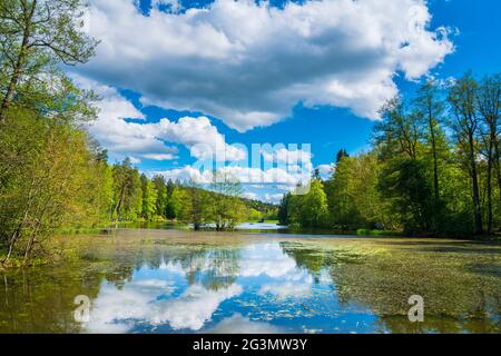 Germania, lago di Ebnisee acqua che riflette il paesaggio naturale della foresta e degli alberi nella foresta sveva vicino kaisersbach e welzheim in estate Foto Stock