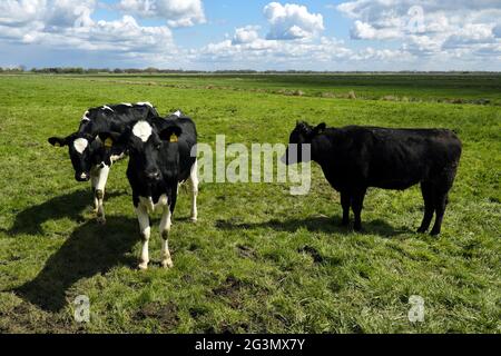 '06.05.2021, Brema, Brema, Germania - mucche sul pascolo nella zona di conservazione del paesaggio Blockland. 00A210506D022CAROEX.JPG [VERSIONE DEL MODELLO: NON UNA Foto Stock