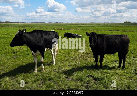 '06.05.2021, Brema, Brema, Germania - mucche sul pascolo nella zona di conservazione del paesaggio Blockland. 00A210506D021CAROEX.JPG [VERSIONE DEL MODELLO: NON UNA Foto Stock