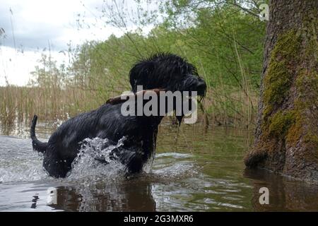 '01.05.2020, Dranse, Brandeburgo, Germania - Giant Schnauzer recupera un ramo dall'acqua. 00S200501D622CAROEX.JPG [RELEASE DEL MODELLO: NO, PROPRIETÀ RE Foto Stock