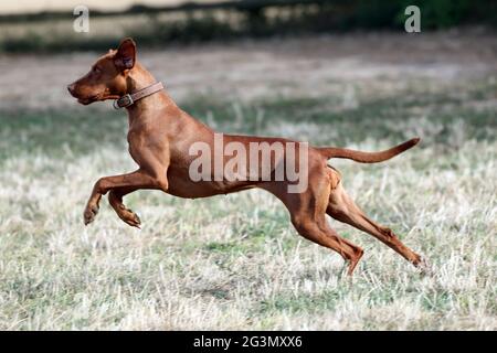 '19.08.2020, Ingelheim, Renania-Palatinato, Germania - Magyar Vizsla cane che corre su un prato. 00S200819D657CAROEX.JPG [VERSIONE DEL MODELLO: NO, PROPERTT Foto Stock