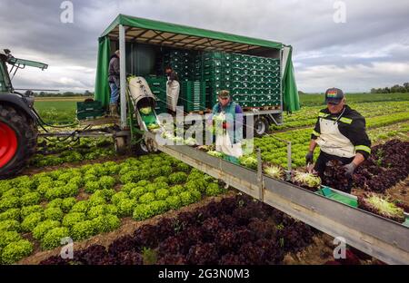 '25.05.2021, Soest, Renania Settentrionale-Vestfalia, Germania - coltivazione vegetale, raccoglitrici che raccolgono lattuga, le teste di lattuga appena raccolte sono wa Foto Stock