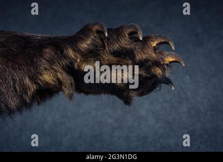 Black Bear Paw con artigli affilati Foto Stock