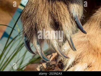 Orso bruno Paw con artigli affilati Foto Stock