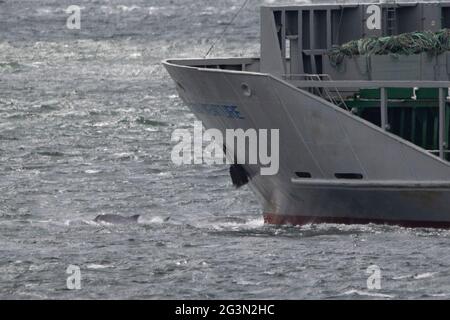 Fort George, Inverness, Scozia, Regno Unito. 13 giugno 2021. Nella foto: Le pinne dorsali possono essere viste dei Delfini del Moray Firth nuotare di fronte all'arco di una nave che passa nel porto di Inverness mentre passa Chanonry Point e Fort George. Una moltitudine di turisti si esibisce ogni giorno per guardare lo spettacolo e sperare di intravedere i delfini che giocano intorno nelle maree che cambiano. Credit: Colin Fisher/CDFIMAGES.COM Foto Stock