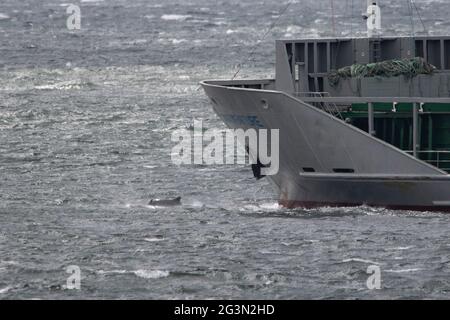 Fort George, Inverness, Scozia, Regno Unito. 13 giugno 2021. Nella foto: Le pinne dorsali possono essere viste dei Delfini del Moray Firth nuotare di fronte all'arco di una nave che passa nel porto di Inverness mentre passa Chanonry Point e Fort George. Una moltitudine di turisti si esibisce ogni giorno per guardare lo spettacolo e sperare di intravedere i delfini che giocano intorno nelle maree che cambiano. Credit: Colin Fisher/CDFIMAGES.COM Foto Stock