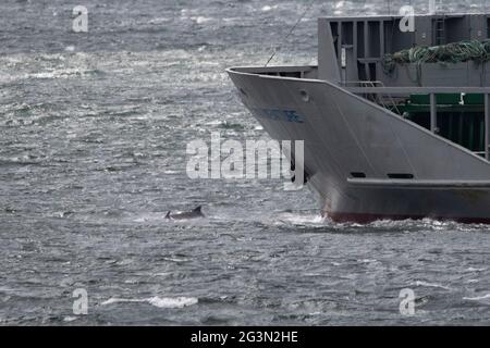 Fort George, Inverness, Scozia, Regno Unito. 13 giugno 2021. Nella foto: Le pinne dorsali possono essere viste dei Delfini del Moray Firth nuotare di fronte all'arco di una nave che passa nel porto di Inverness mentre passa Chanonry Point e Fort George. Una moltitudine di turisti si esibisce ogni giorno per guardare lo spettacolo e sperare di intravedere i delfini che giocano intorno nelle maree che cambiano. Credit: Colin Fisher/CDFIMAGES.COM Foto Stock