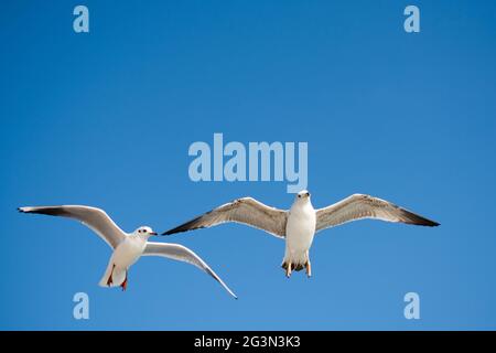 Coppia di gabbiani che volano nel cielo Foto Stock