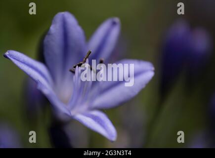 Primo piano di viola Agapanthus africanus, noto come giglio del Nilo. Concentratevi sulle calze, il pistil e alcuni petali, la stretta profondità di campo Foto Stock
