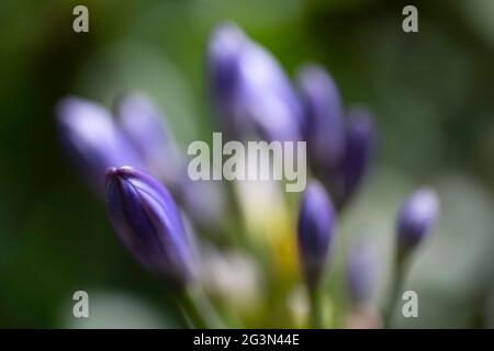 Germogli del viola Agapanthus africanus comunemente noto come giglio del Nilo. Inghiottire la profondità di campo, sfondo sfocato verde Foto Stock