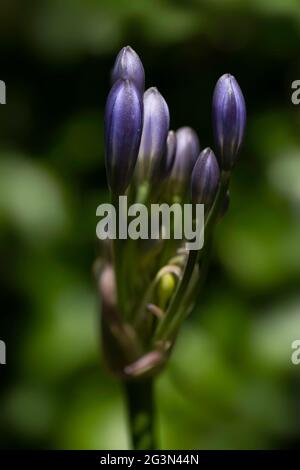 Germogli del viola Agapanthus africanus comunemente noto come giglio del Nilo. Inghiottire la profondità di campo, sfondo sfocato verde Foto Stock
