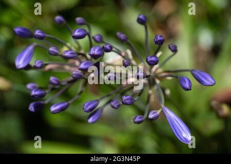 Germogli del viola Agapanthus africanus comunemente noto come giglio del Nilo. Vista dall'alto, inghiottire la profondità di campo, sfondo sfocato verde Foto Stock