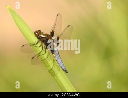 Chaser Dragonfly corposo (Libellula depressa) maschio. Kent, Regno Unito. Giugno Foto Stock