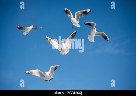 Gabbiani volare nel cielo Foto Stock