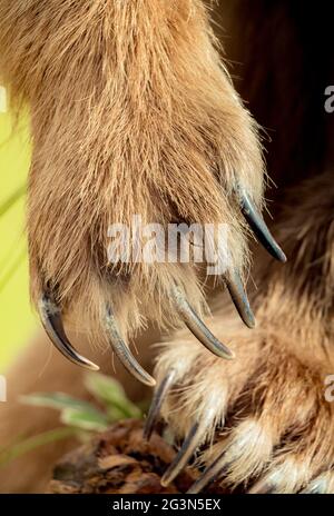 Orso bruno Paw con artigli affilati Foto Stock