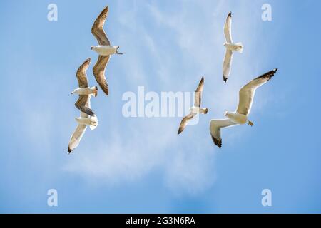 Flock of Seagulls skying nel cielo Foto Stock