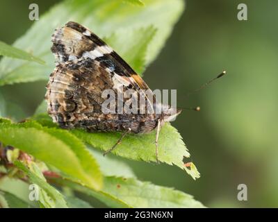 Vanessa atalanta, l'Ammiraglio Rosso o, in precedenza, l'Ammirabile Rosso, arroccato su una foglia con ali chiuse. Foto Stock