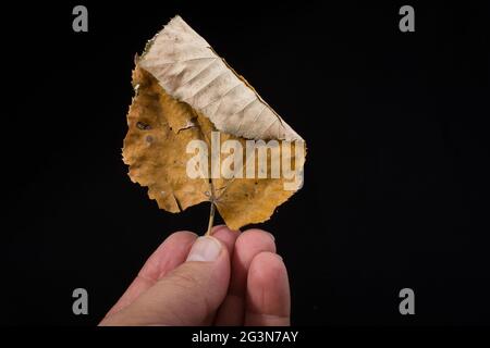 Una foglia secca separata in mano Foto Stock