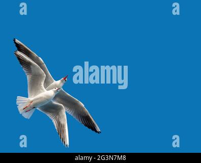 Coppia di gabbiani che volano in blu un cielo Foto Stock