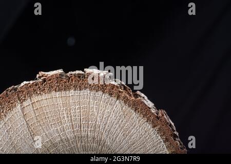 Piccolo pezzo di tronchi di legno tagliato Foto Stock