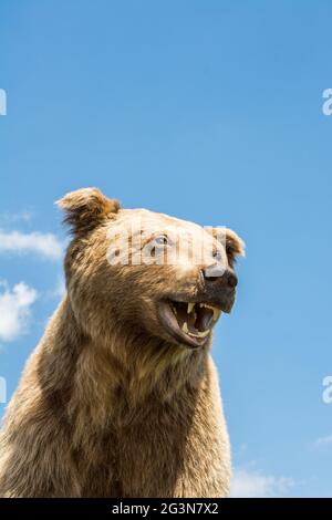 La testa di orso bruno farcito grande come animale selvatico Foto Stock