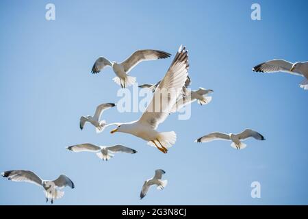 Flock of Seagulls skying nel cielo Foto Stock