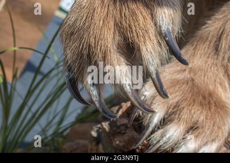 Orso bruno Paw con artigli affilati Foto Stock