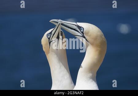 Helgoland, Germania. 15 giugno 2021. Gannets che si erigano sulla roccia di guillemot sull'isola d'alto mare di Helgoland. Credit: Marco Brandt/dpa/Alamy Live News Foto Stock