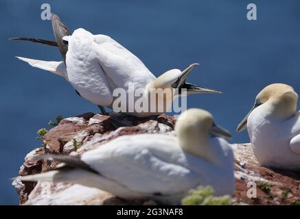 Helgoland, Germania. 15 giugno 2021. Una gannetta si trova con il suo becco aperto sulla roccia di guillemot dell'isola di Helgoland. Credit: Marco Brandt/dpa/Alamy Live News Foto Stock