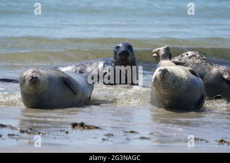 Helgoland, Germania. 16 Giugno 2021. Le foche grigie si abbronzano sulla spiaggia meridionale della duna sull'isola d'alto mare di Helgoland. Credit: Marco Brandt/dpa/Alamy Live News Foto Stock