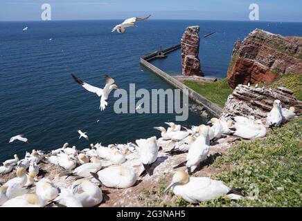 Helgoland, Germania. 15 giugno 2021. Le Gannet atterrano sulla roccia di guillemot, sull'isola di Helgoland. Il punto di riferimento dell'isola, la 'Lange Anna', può essere visto sullo sfondo. Credit: Marco Brandt/dpa/Alamy Live News Foto Stock