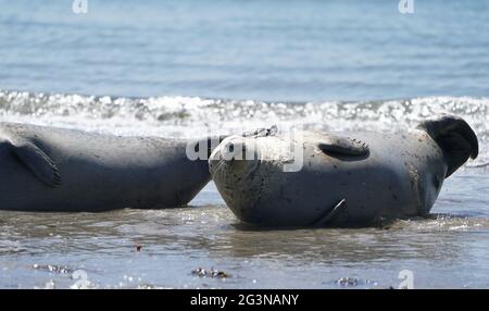 Helgoland, Germania. 16 Giugno 2021. Le foche grigie si abbronzano sulla spiaggia meridionale della duna sull'isola d'alto mare di Helgoland. Credit: Marco Brandt/dpa/Alamy Live News Foto Stock