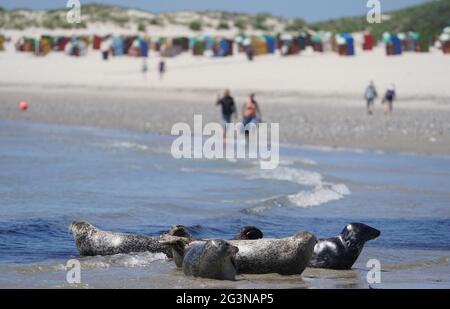 Helgoland, Germania. 16 Giugno 2021. Le foche grigie si abbronzano sulla spiaggia meridionale della duna sull'isola d'alto mare di Helgoland. Credit: Marco Brandt/dpa/Alamy Live News Foto Stock