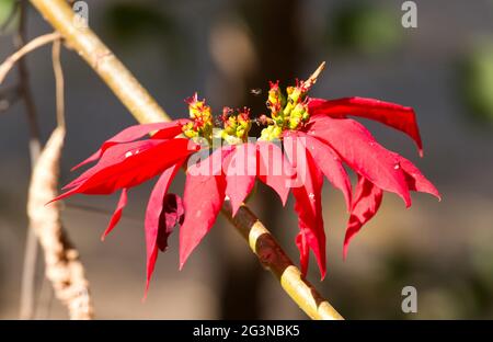 Foglie rosse colorate con piccole mosche Foto Stock