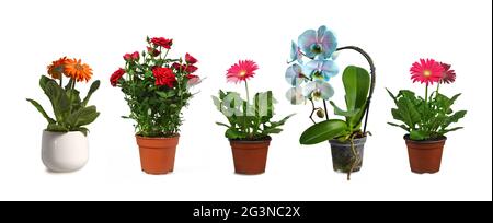 Raccolta di piante di fiori in vasi isolati su sfondo bianco Foto Stock