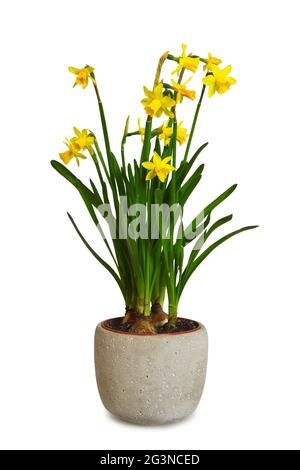 Narcisi in vaso di fiori isolati su sfondo bianco Foto Stock