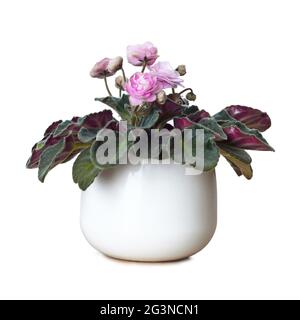 Viola africano in vaso di fiori isolato su sfondo bianco. Saintpaulia Rosa Wave Foto Stock