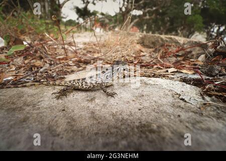 La lucertola di Phrynocephalus Versicolor, conosciuta anche come l'agama a testa di tuvan, su una roccia nel parco Foto Stock