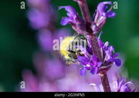 Small Bee (Bombus Pratorum) sulla Salvia nemorosa ‘Caradonna’ Foto Stock