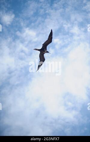 Grande fregata in volo, Holbox Island. Una granata in volo, schermo verticale. Sullo sfondo il cielo con nuvole bianche Foto Stock