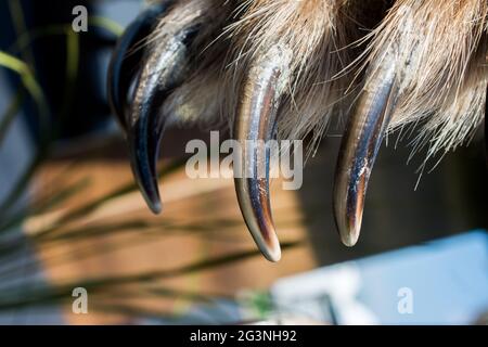 Orso bruno Paw con artigli affilati Foto Stock