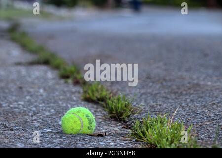 Giocare a fetch con i cani! Foto Stock