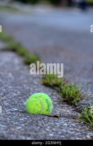 Giocare a fetch con i cani! Foto Stock