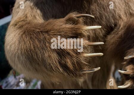 Orso bruno Paw con artigli affilati Foto Stock